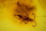 Detailed Fossil Spider, Wasp and Fly in Baltic Amber #128341-3